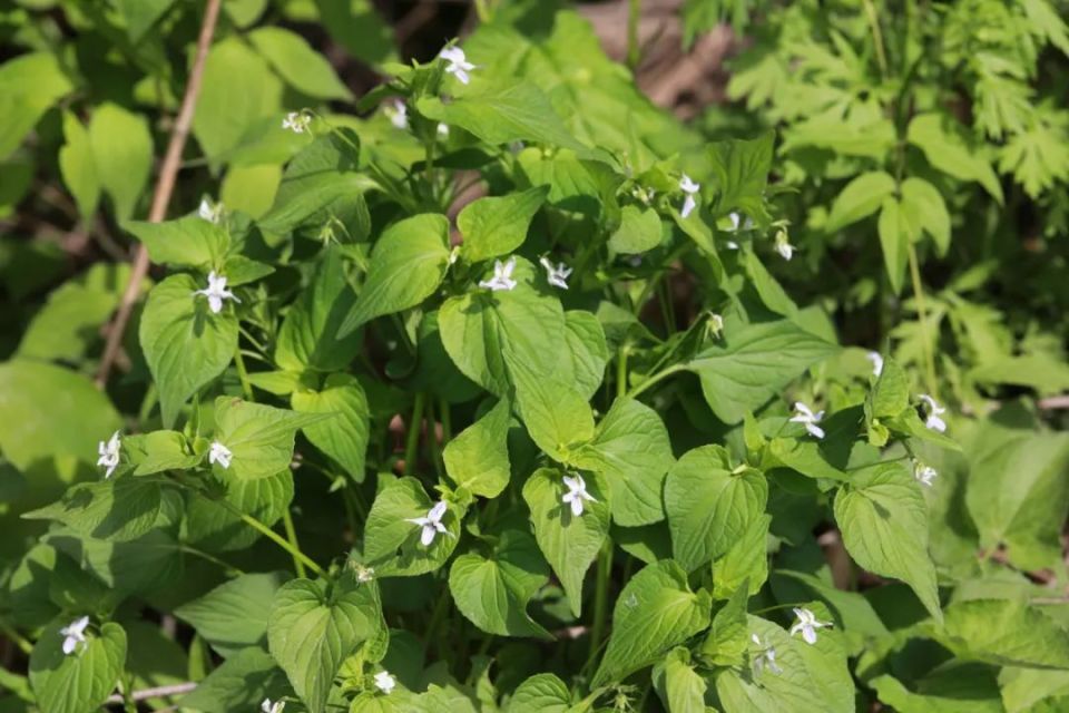 长白山植物千"种"风情~鸡腿堇菜