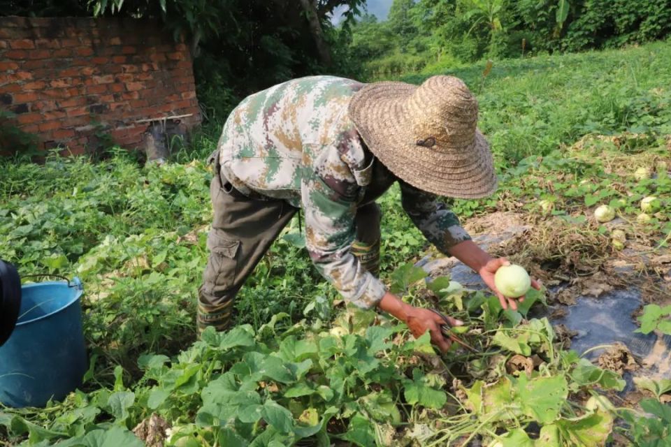 【乡村振兴】宁明:香瓜上市采摘忙 "甜蜜"产业促振兴