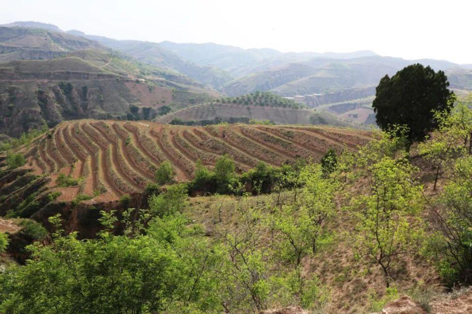 返璞归"田":当"网红"回乡种起了酸枣