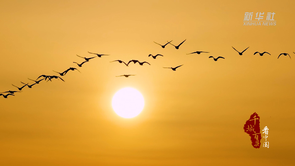 千城百县看中国丨内蒙古兴安盟:百鸟云集共绘唯美画卷