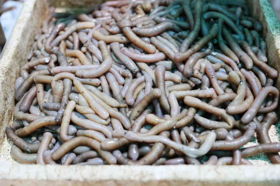 走村入户 | 小沙虫富了南安这个村_腾讯新闻