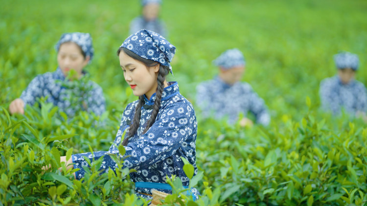 漂亮的采茶女孩图片图片