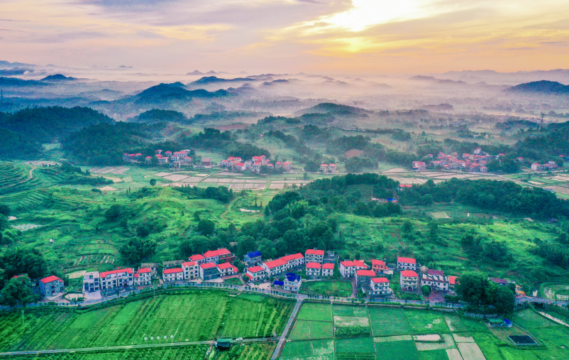 壁纸 成片种植 风景 植物 种植基地 桌面 802_507