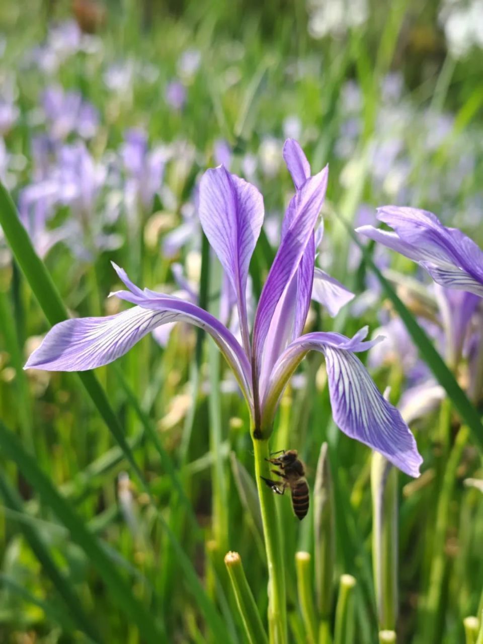 马兰花这么美,快来长宁的"郊野公园"看看吧