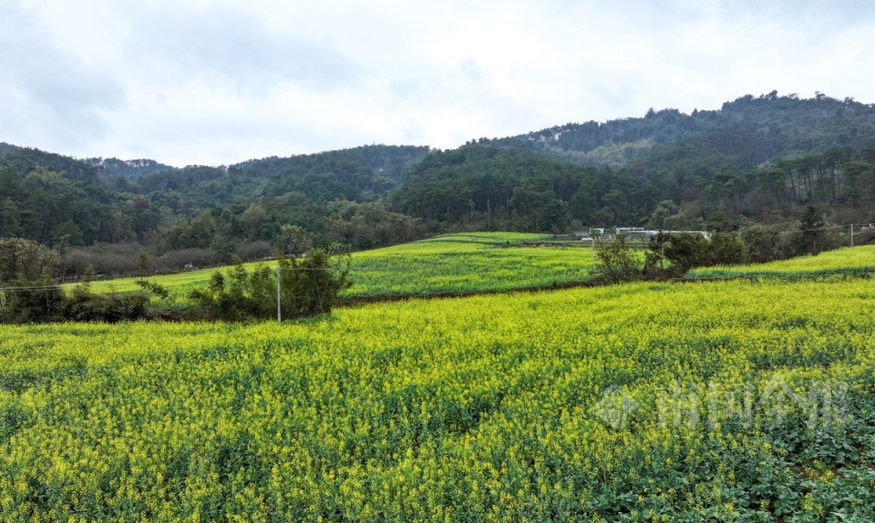 柳州周边油菜花景点图片