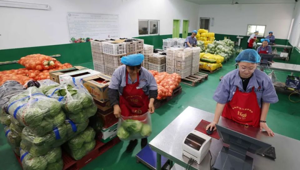 在保定莓事农庄有限公司净菜加工车间,工人们正在分拣蔬菜.