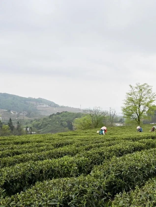 "上春山·品春茗" 息烽县石硐镇举行采茶节活动_腾讯新闻