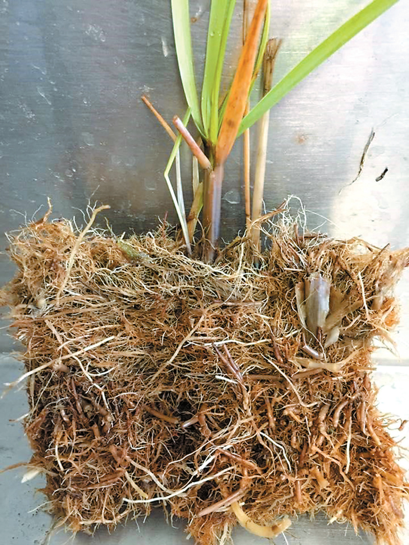 起到恢复和改善侵蚀型海滩生态系统的作用,1979年,互花米草从北美大