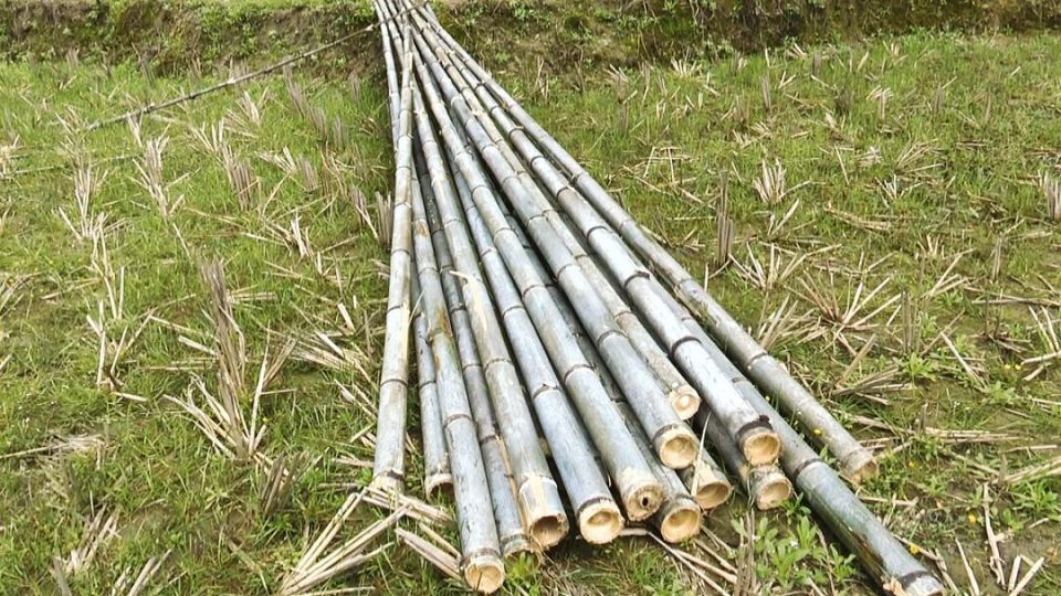 百顺镇:护好用好毛竹资源 让村民走上致富路_腾讯新闻