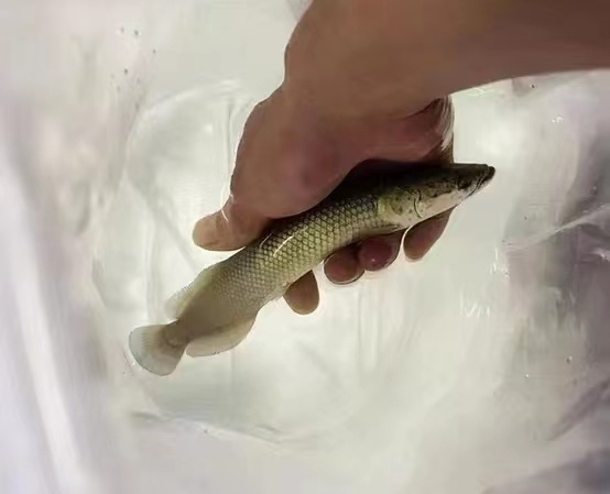 图为巨骨舌鱼苗.(广东海警局供图)目前,此案正在进一步侦办中.