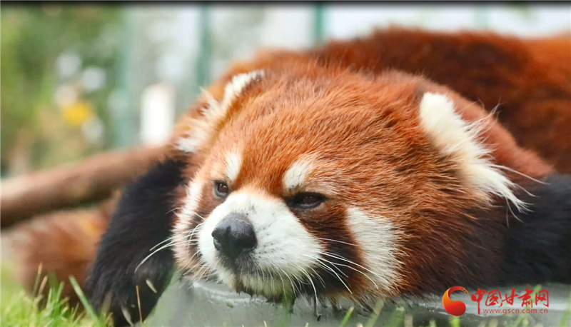 兰州野生动物园的动物们正舒适地度过这个炎热的夏季