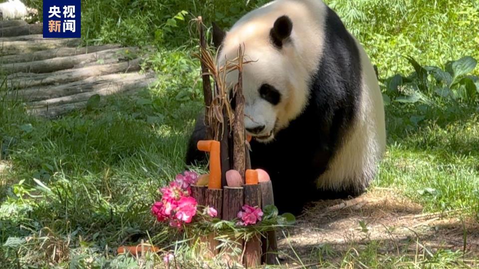 秦岭大熊猫恒恒迎来7岁生日