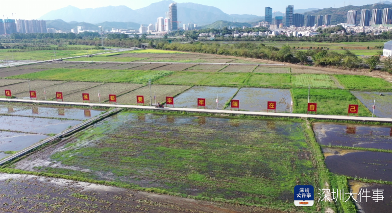 深汕水美村春耕开始早稻栽种面积预计800亩