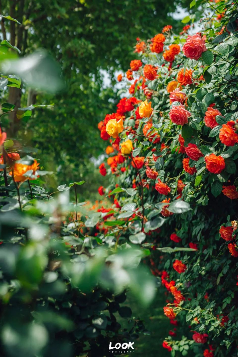 开爆了,北京初夏处超美花墙