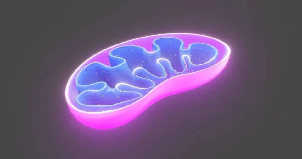 Cell：揭开线粒体质量控制及线粒体DNA水平调控新机制_腾讯新闻
