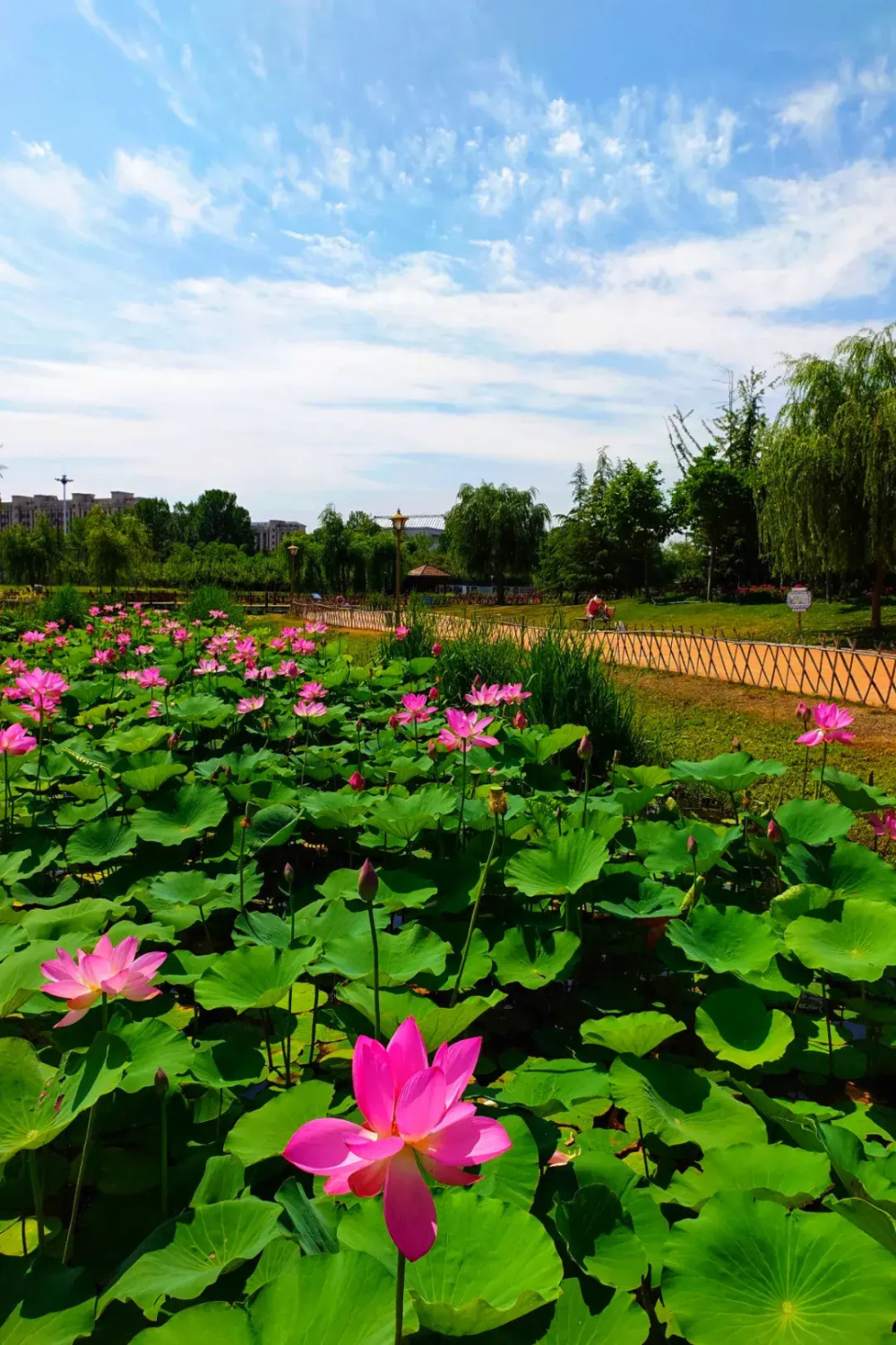 夏天最美图片大全图片