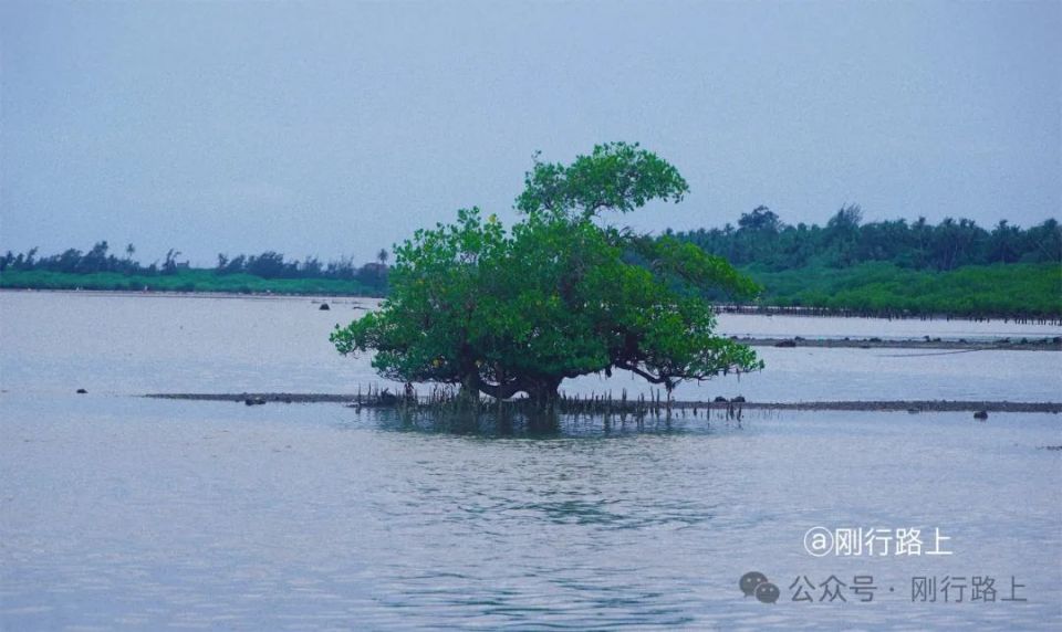 文昌红树林风景区图片