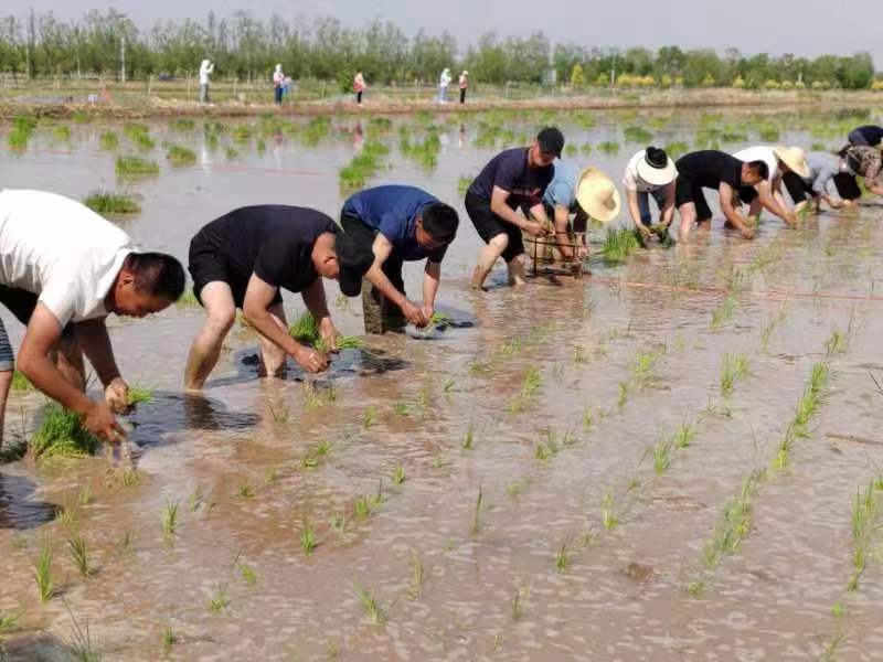 宁夏贺兰县总工会举办农民工插秧劳动技能竞赛