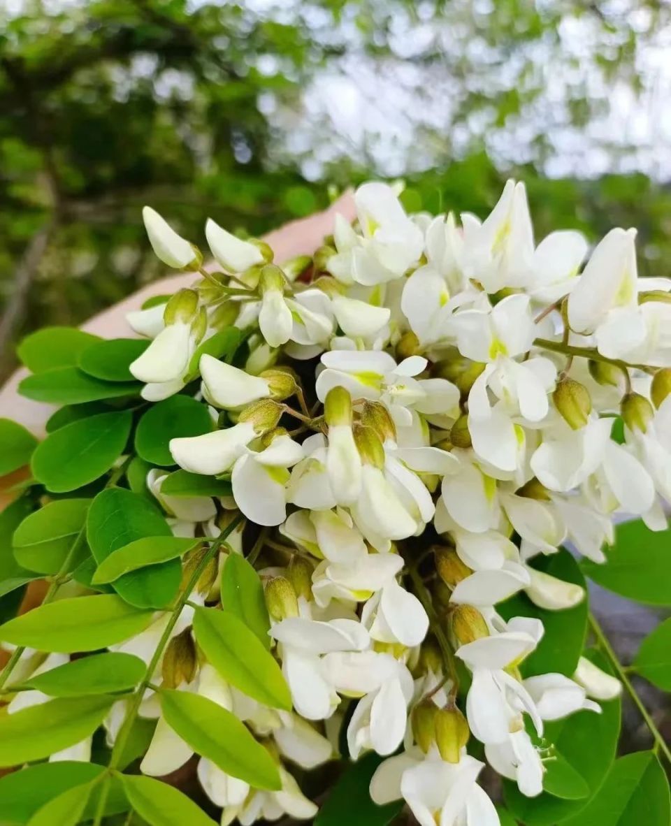 春游江淮 | 美&美味的洋槐花! | 宿州欢迎您