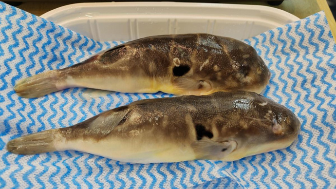 浦东男子在家食用河豚导致中毒,医生提醒:人工养殖也有毒性