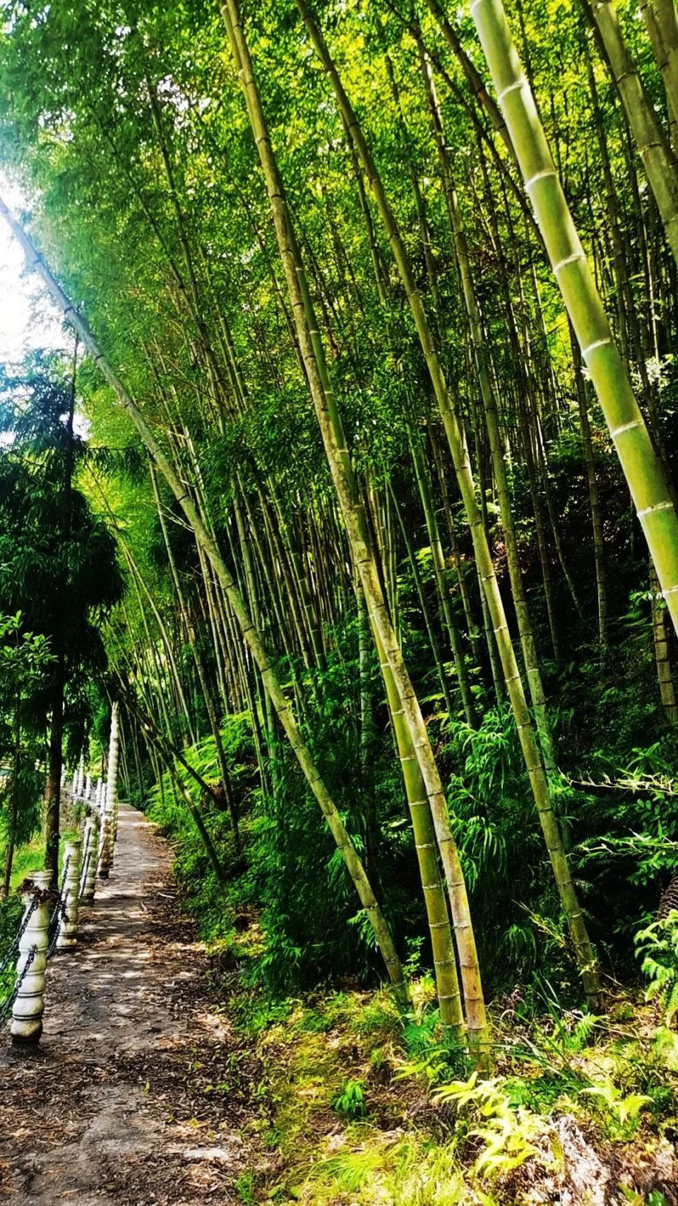 文成玉壶深山里,藏着