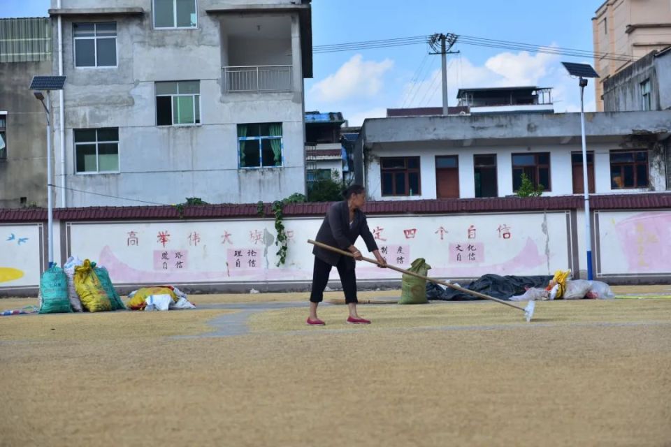 黄平县上塘镇:粮辰美景闻稻香,满地金黄晒丰收