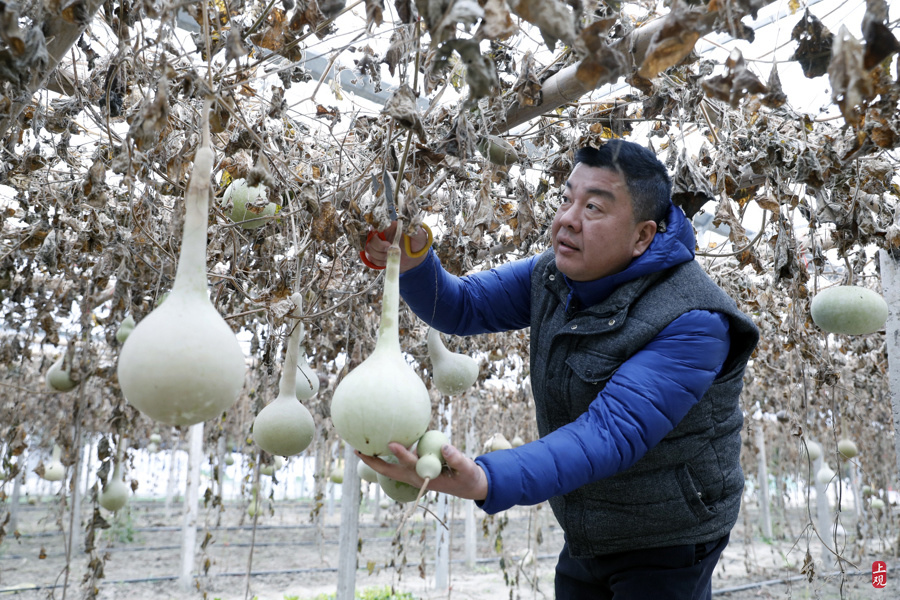 "葫芦王"新春送"福禄"_腾讯新闻
