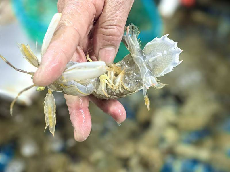 大风过后，烟台爬虾价格降啦！_腾讯新闻
