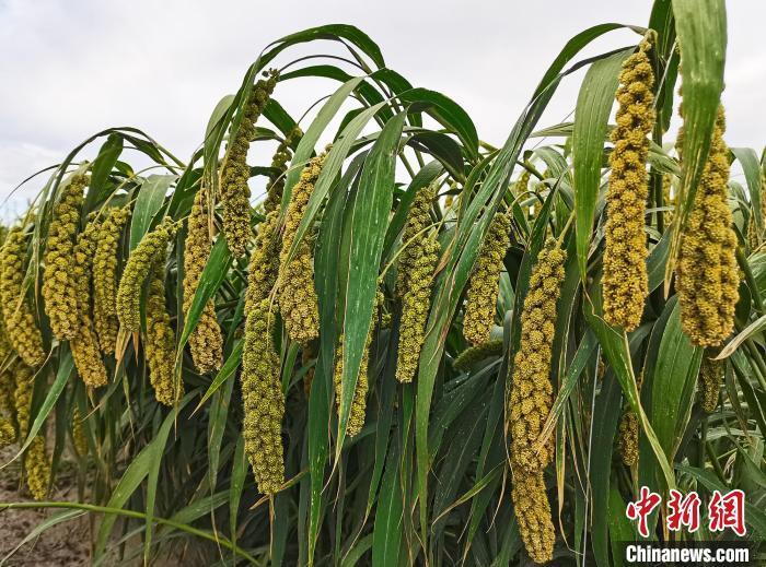 三五九旅传承地举办2023年农民丰收节暨食品加工产业推介会_腾讯新闻