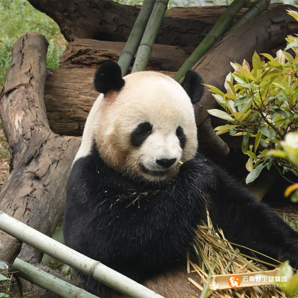 云南大熊猫毛竹九岁啦