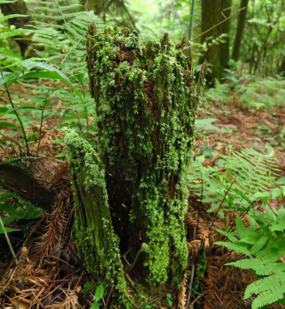 苔藓植物门代表植物图片