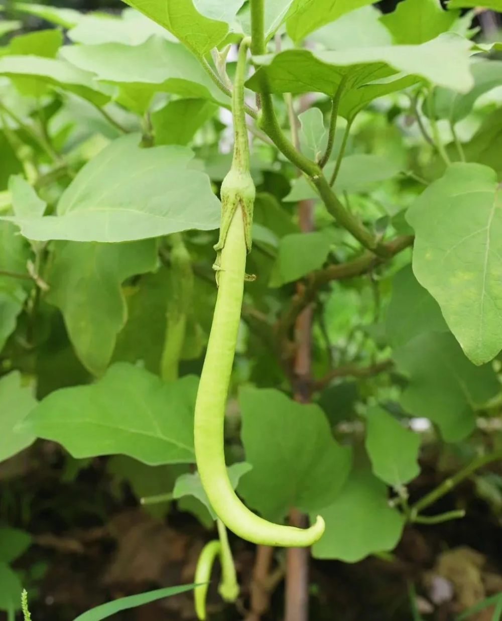 盐步秋茄,上市了!_腾讯新闻