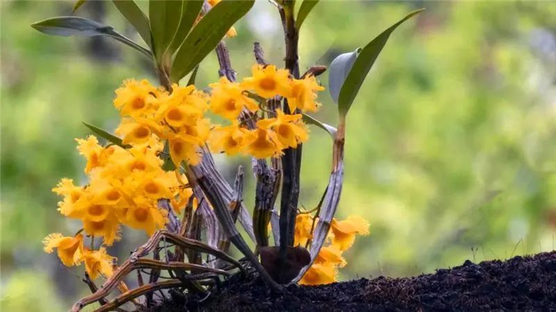 【普洱文旅】又到一年石斛季 娇艳婀娜引客来_腾讯新闻