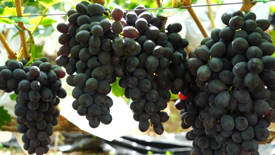 宾川葡萄 北纬25度的甜蜜专属