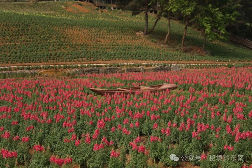 【关注】贵州麻江: 500亩金鱼草热情绽放 开启浪漫花海旅游季