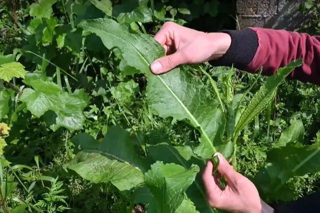 万物有灵 | 极品野菜金不换——野菠菜_腾讯新闻
