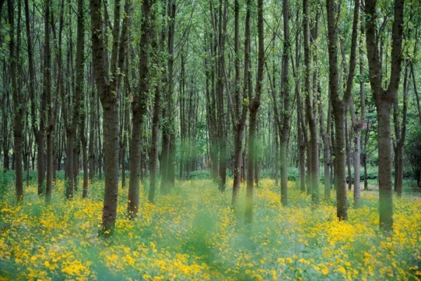 穿过"绿色隧道",金山这里的森林秘境太治愈了!