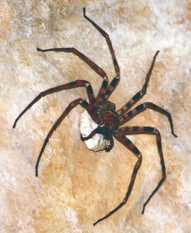 最大的蜘蛛有多大?