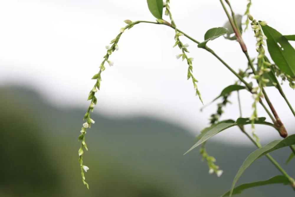 探秘长白山植物千种风情水蓼