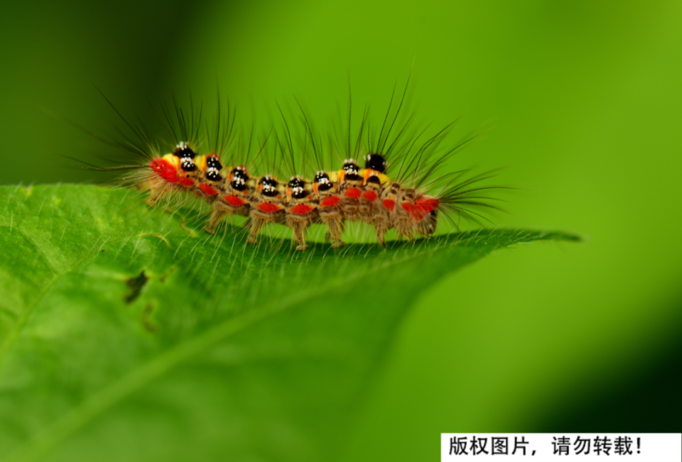 土耳其地震后迎来怪象数以百万的松毛虫神秘出现