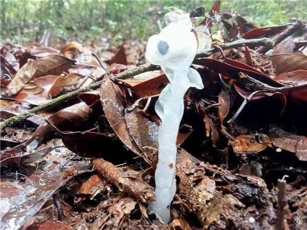 国家近危级珍稀植物水晶兰现身云南临沧!_腾讯新闻