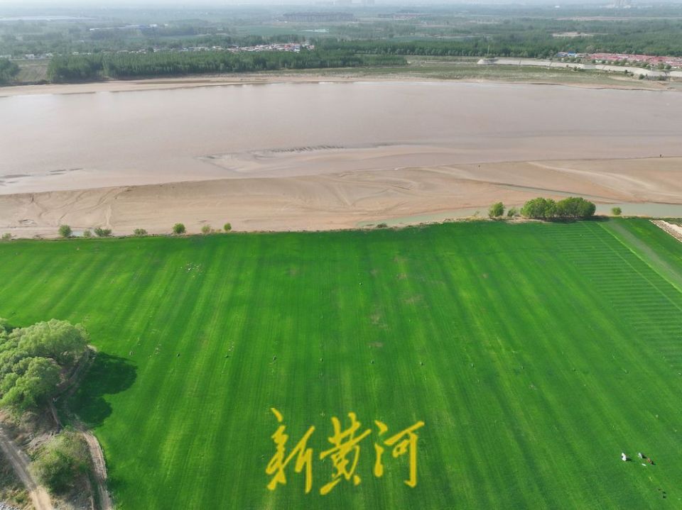 济南黄河畔感受草原风情一眼望去满目翠绿