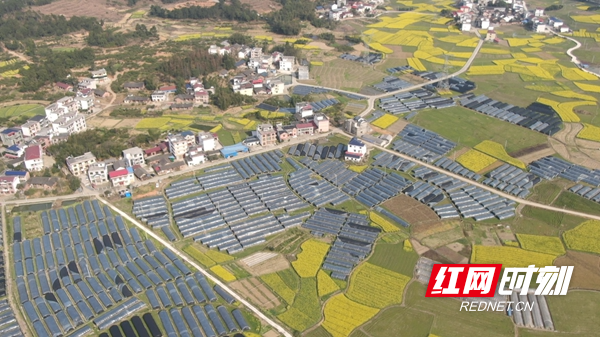 洞口县雪峰街道大田村羊肚菌唱响春日丰收曲