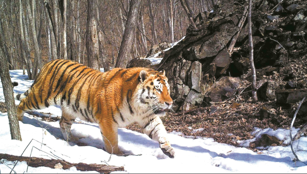 关于虎的图片