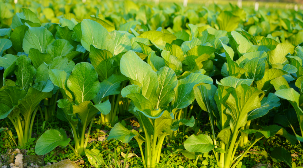 秋冬到菜心甜连州头茬菜心抢鲜上市