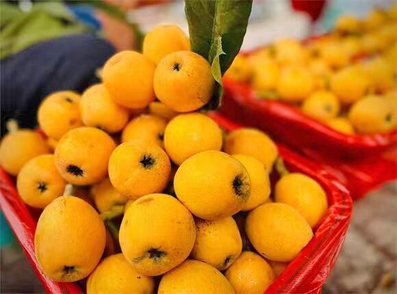 古楼枇杷熟了,快来抢"鲜"!