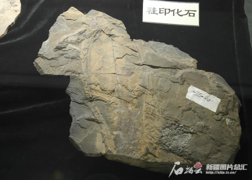 2.7亿年前乌鲁木齐什么样？古生代化石标本里有“密码”_腾讯新闻