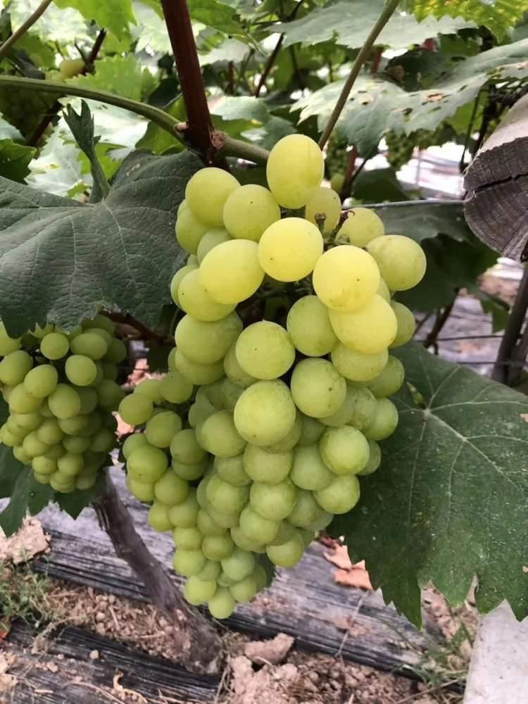 采蘑菇摘葡萄尝草莓来浦东宝藏采摘园感受田园乐趣吧