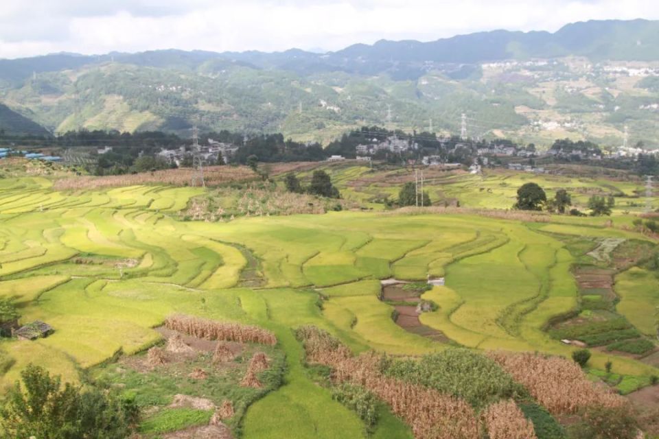 大方县小屯乡稻谷飘香迎丰收