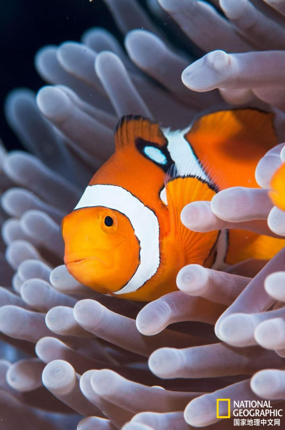 热浪席卷全球海洋,小丑鱼"缩体求生"